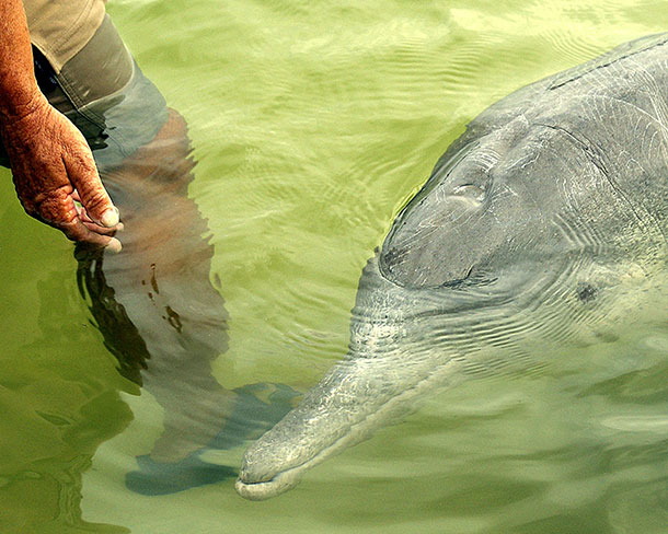 Dolphin Feeding at Norman Point