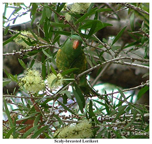Scaly breasted Lorikeet - Tin Can Bay